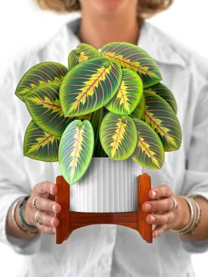 FreshCut Paper | Prayer Plant