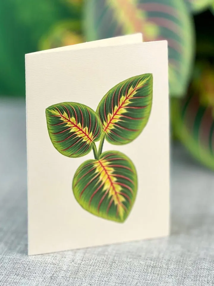 FreshCut Paper | Prayer Plant