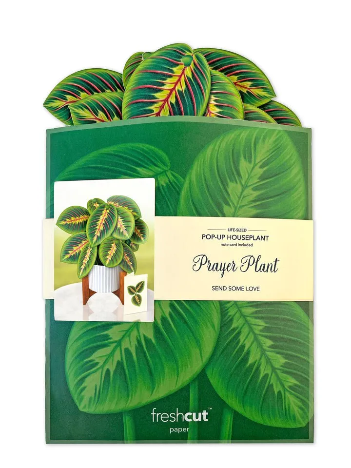 FreshCut Paper | Prayer Plant