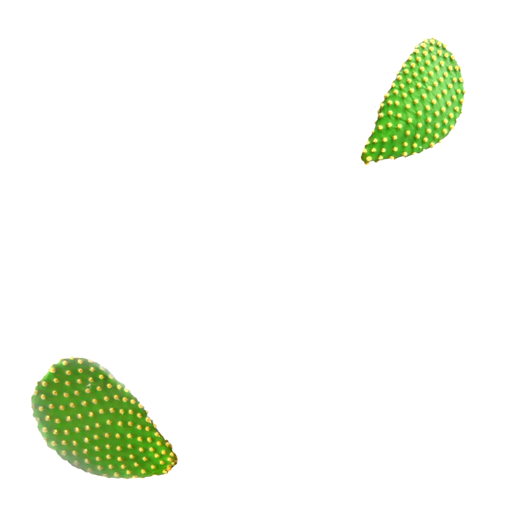 Lemon Cactus Energy Pouches (3 Pack / 60 Pouches)