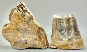 Petrified Wood Sphere Holders