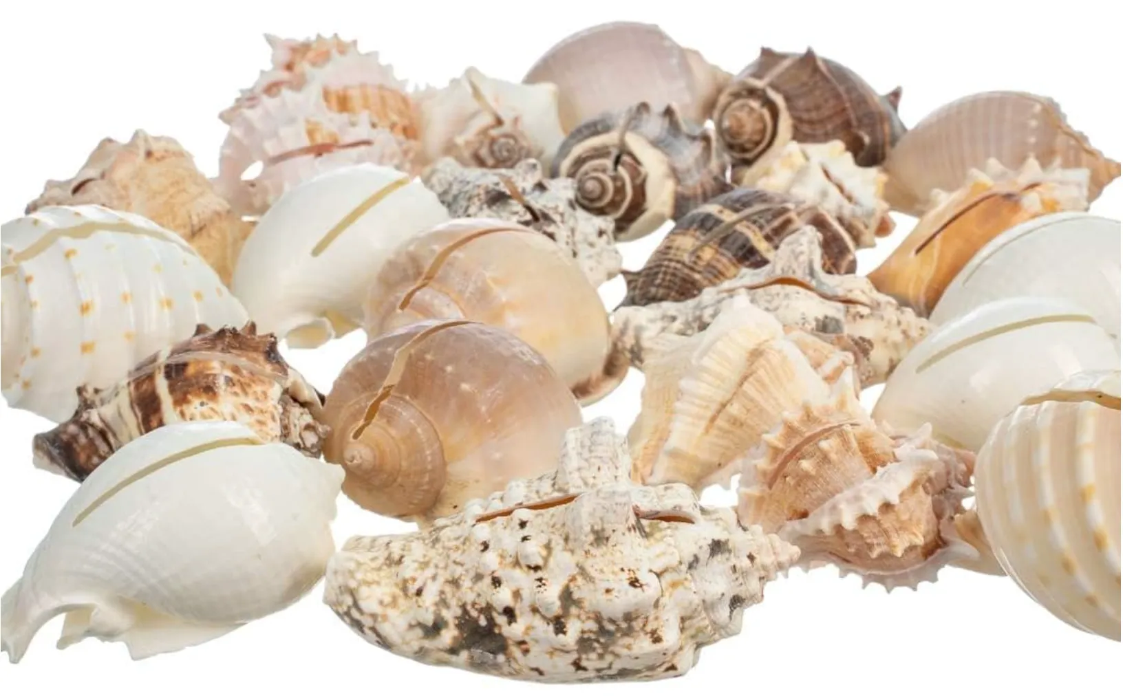 Seashell Place Card Holders, Bundle of 4